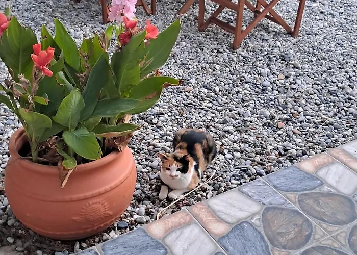 Deja Blue فيلة *